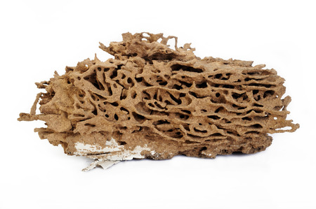 Termite nest on white background