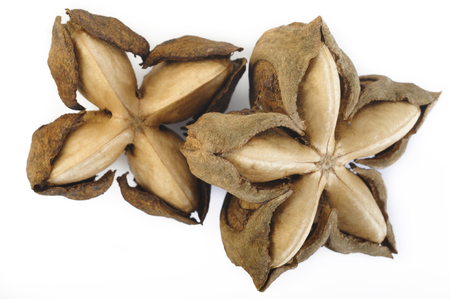 dried sacha inchi on white backgroundの写真素材