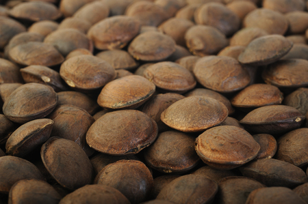 roasted sacha inchi seeds backgroundの写真素材