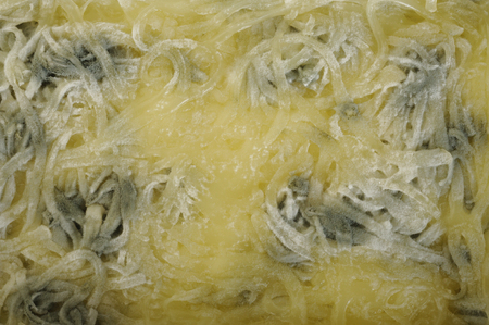 rotten cheese backgroundの写真素材
