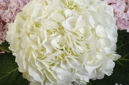white hydrangea flowersの写真素材
