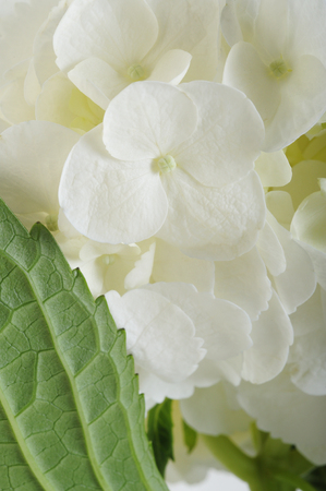 white hydrangea flowersの写真素材