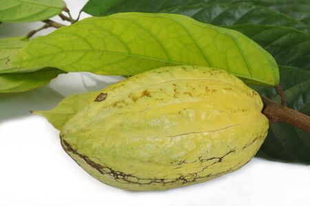 cocoa fruits with leafの写真素材