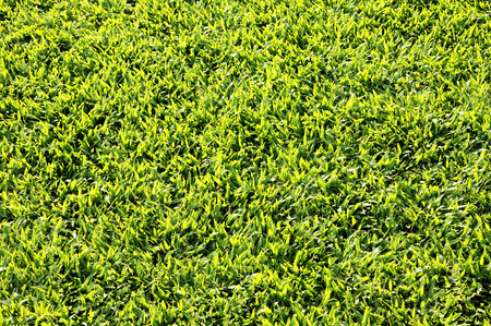 grass field floor textureの写真素材