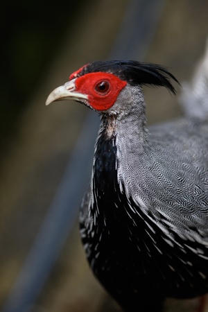 Kalij Pheasantの写真素材