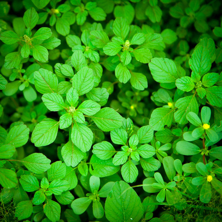 Leaves backgroundの写真素材