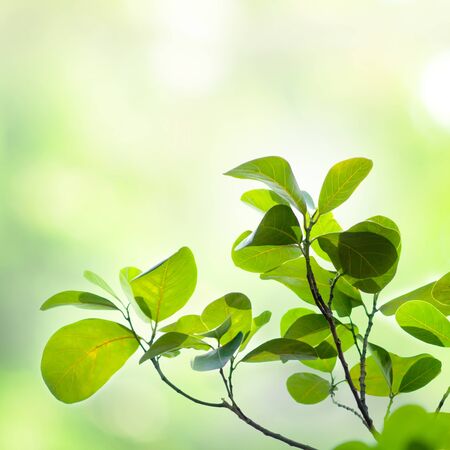 leaf  backgroundの写真素材
