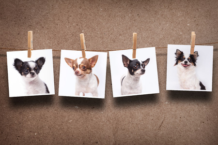 chihuahua hanging photosの写真素材
