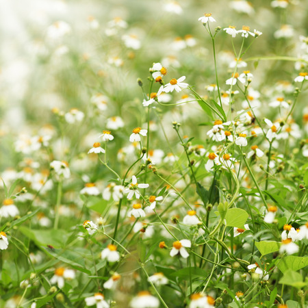 white flower backgroundの写真素材