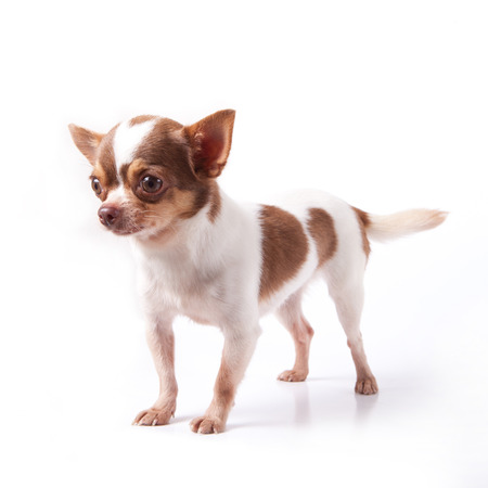 lovely chihuahua portrait on white floorの写真素材