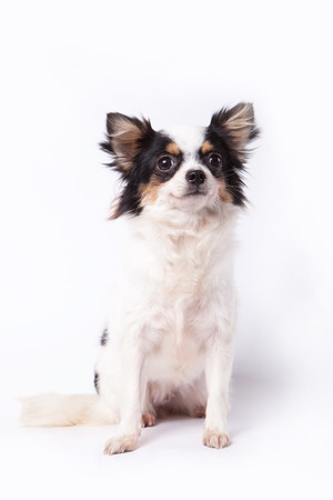 lovely chihuahua portrait on white floorの写真素材
