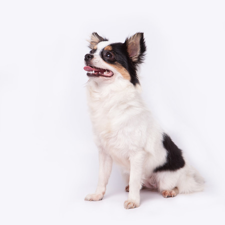 chihuahua portrait at lateral side is looking at someone or somethingの写真素材