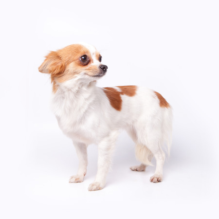 chihuahua scaring someone or somethingの写真素材