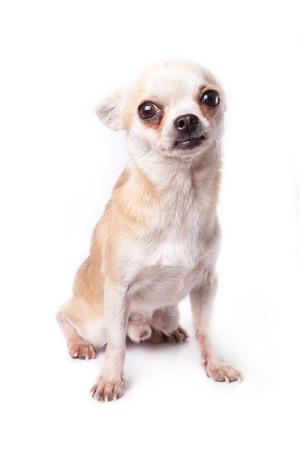 white chihuahua scaring with ear hidingの写真素材