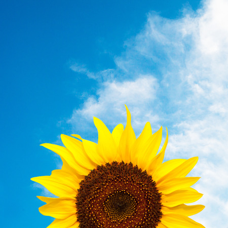 sunflower and blue skyの写真素材