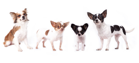 Isolate a group of chihuahuas in center looking forwardの写真素材