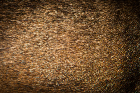 dog furの写真素材