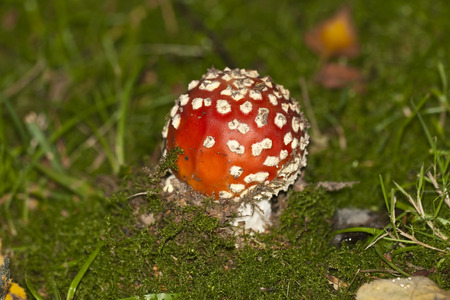 Fly agaricの写真素材