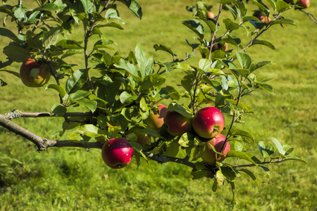 Red applesの写真素材