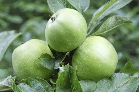 Green apples at a treeの写真素材