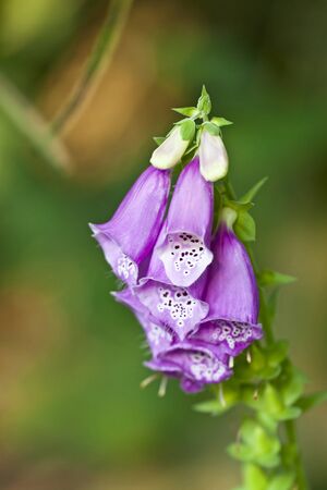 Common Foxglove (Digitalis purpurea)の写真素材