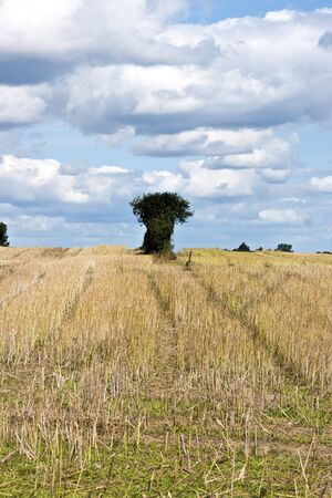 Stubblefield in Germanyの写真素材