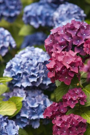Blooming hydrangea (Hydrangea macrophylla)の写真素材