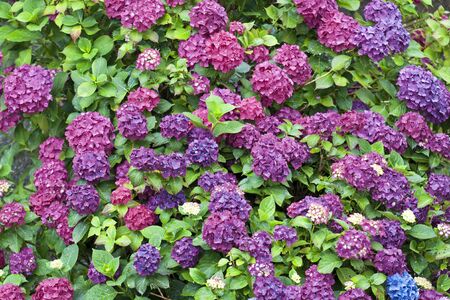 Blooming hydrangea (Hydrangea macrophylla)の写真素材