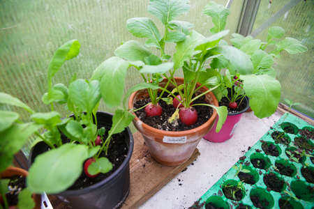 Garden radish (Raphanus sativus) cultivated in clay potsの写真素材