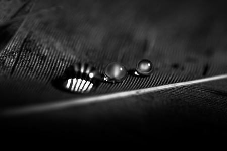Black and white featherの写真素材