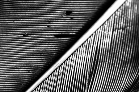 Black and white featherの写真素材