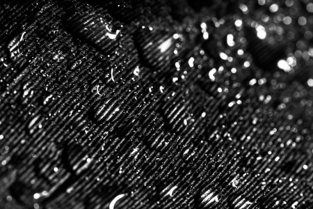 Black and white feather with water dropltets