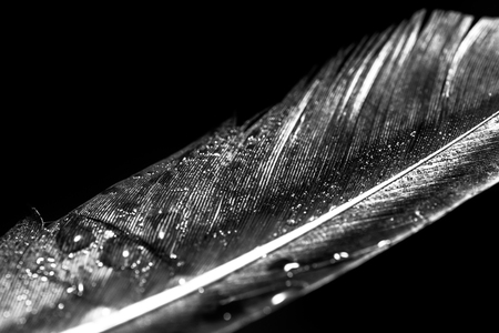 Black and white feather with water dropltetsの写真素材