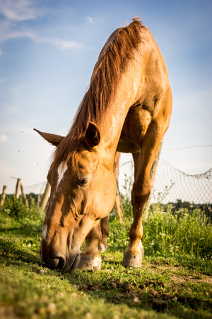 Brown horse in grass fieldの写真素材