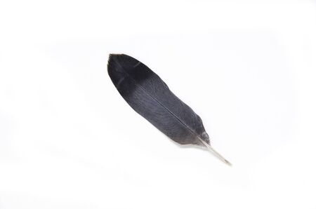 feathers isolated on white backgroundの写真素材