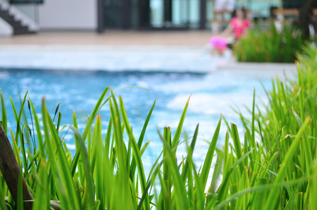Ornamental plants with a pool background blurred.の写真素材