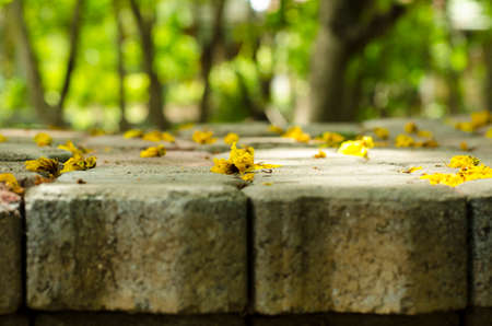 Yellow flowers on the brick block background tree blurredの写真素材