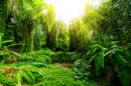 Tropical forest, thailand trees in sunlight and rainの写真素材