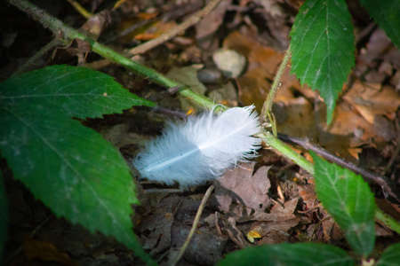 Whte feather laying on the forest floor