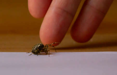 Garden Spider on paper with fingers in background