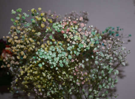 Colourful Candyfloss Gypsophilia - Flowersの写真素材