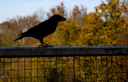 Silhouette of a crow standing on railings holding something in his beak with autumn coloured trees in the backgroundの写真素材