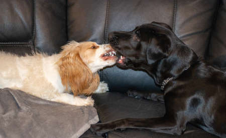 Labrador and spaniel play fighting showing teeth and bitingの写真素材
