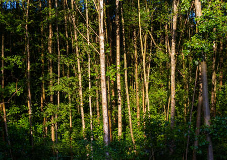 Very straight tree trunks in the morning sun