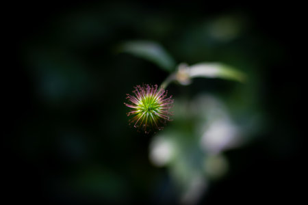 close up of stamen in a ballの写真素材