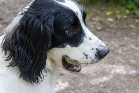 Black and white springer spaniel posing with ball in her mouth