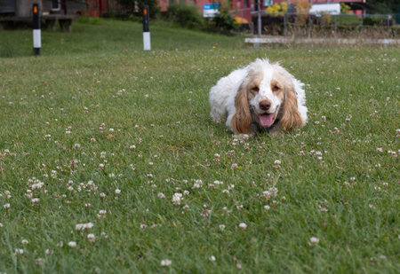 Spaniel intently watching a ball waiting for a commandの写真素材