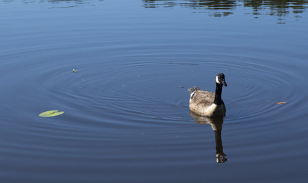 Canada Goose in Buchan Park near Crawley on a summers morning.の写真素材