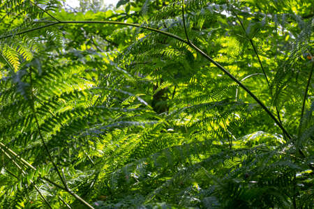 Close up of ferns in July at Buchan Parkの写真素材