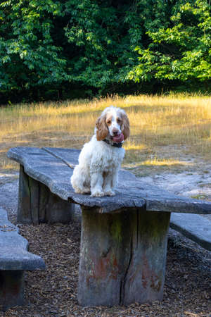 Spaniel dog sitting on picnic table with ball in his mouth in a country parkの写真素材